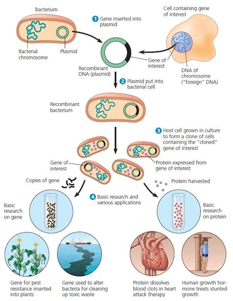 DNA Cloning and Its Applications: A Preview