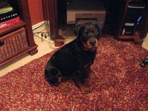 Rottweiler Breed Standards - Images of German Rottweilers