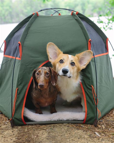 Where Can You Camp With Dogs