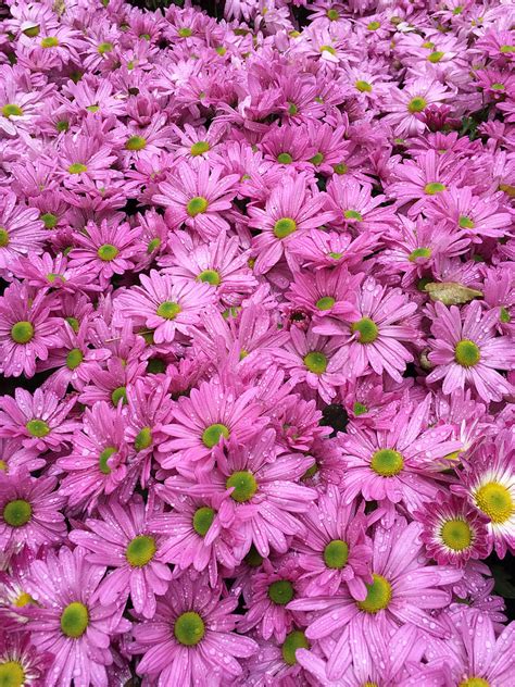 Free photo: chrysanthemum, hangzhou botanical garden, hangzhou | Hippopx