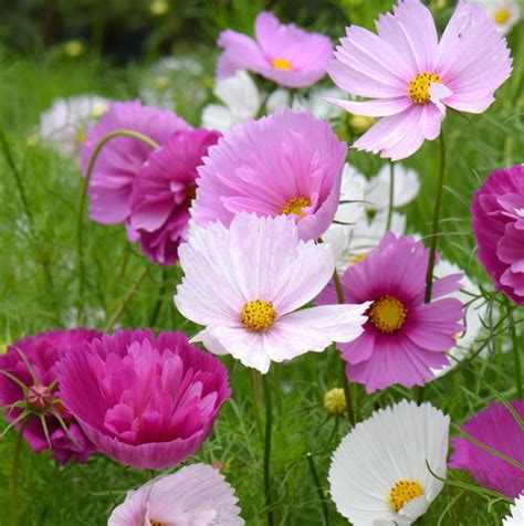 Cosmos Flower Meaning: Everything You Need to Know