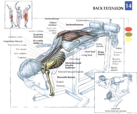 Horizontal Back Extension - Wrestler-Power.com