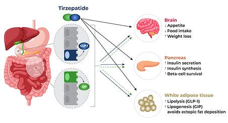 Tirzepatide | Optimal Md