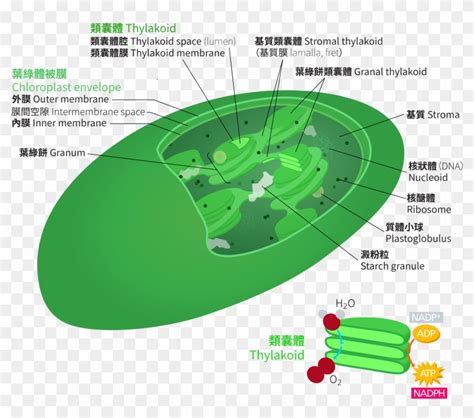 Chloroplast Zh Hant - Atp Synthase Location In Chloroplast, HD Png Download - 2000x1720(#5498998 ...