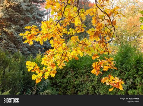 Branches European Oak Image & Photo (Free Trial) | Bigstock