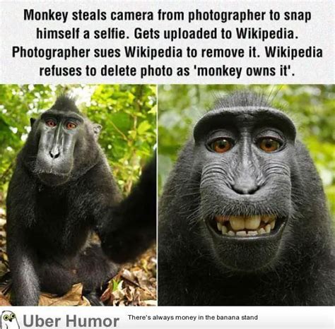 Monkey Puns