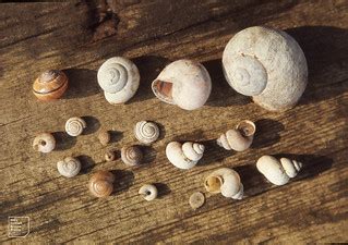 Snails from Cwm Mawr. Dunraven (excluding Clausilia bident… | Flickr