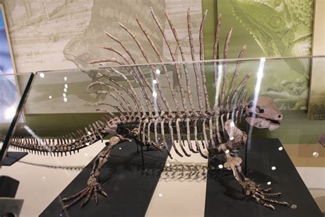 Edaphosaurus Skeleton (E. sp.) - ZooChat