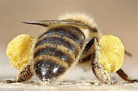 Pictured: The bees fitted with microchips to find out why their species ...