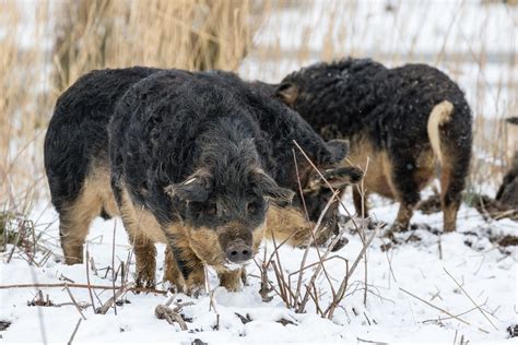 Mangalica, World's Best-Tasting Pork - SnacQ