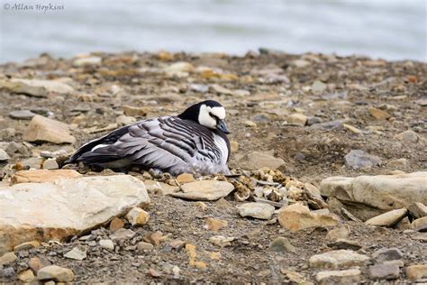 Barnacle Goose (Branta leucopsis) incubating eggs | Many nes… | Flickr