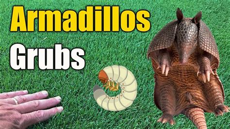 Armadillo Holes In Yard / When Invasive Species Help Armadillos Provide Shelter To Native ...