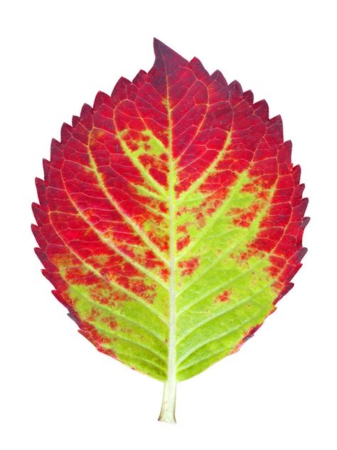 autumn leaf : Biological Science Picture Directory – Pulpbits.net