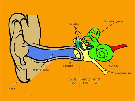 HEARING ANATOMY AND PROCESS | AUDIOLOGIS