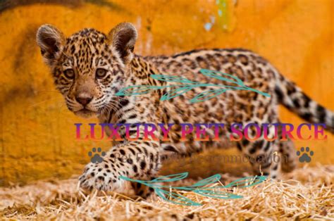 Jaguar Cubs For Sale - Luxury Pet Source - Baby Jaguar for sale