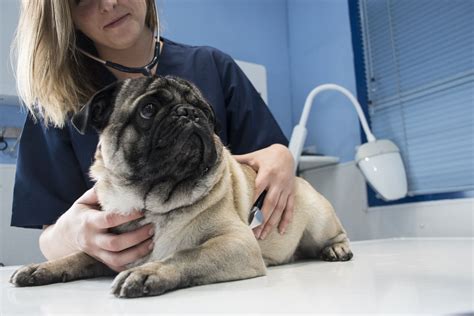 Intestinal Obstruction in Dogs