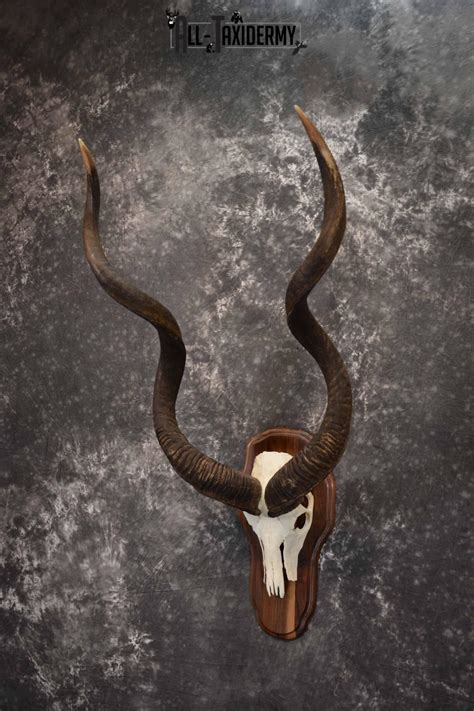 African Greater Kudu skull plaque mount for sale SKU 1381 - All Taxidermy