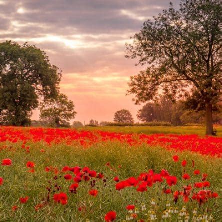 Poppies for Veterans Day | Frisco Public Library