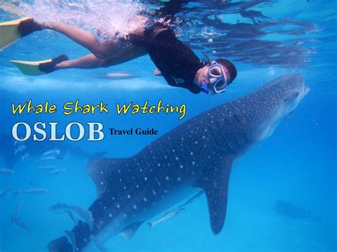 Oslob Whaleshark And Tumalog Falls Day Trip Cebu,, 50% OFF