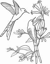 Long Tailed Sylph Hummingbird Coloring Page  Free Printable Pages sketch template