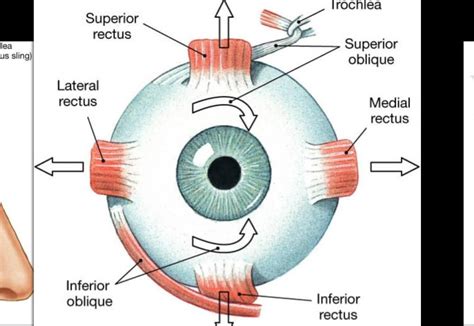 eye movements | Eye Muscles Movement Muscles for eye movement | BL and VI | Pinterest | Muscles