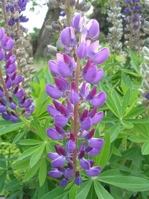 Lupine - Purple/Purple | Garden, Lupines, Plants