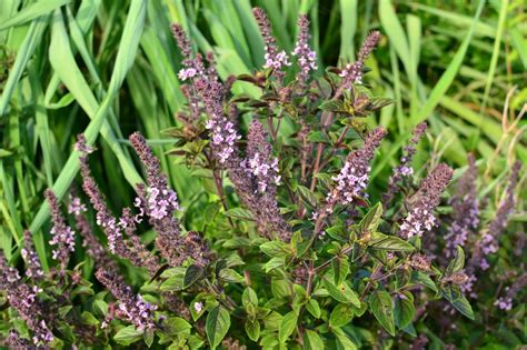 African Blue Basil (Ocimum kilimandscharicum x basilicum ‘Dark Opal ...