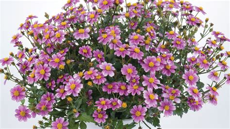 Biden Flower Plant | Best Flower Site