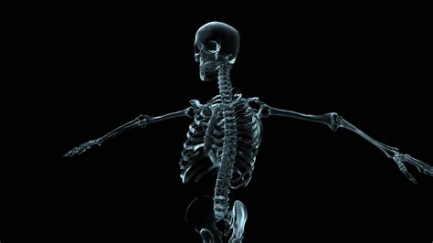 3D medical animation of a human skeleton rotating. 10014527 Stock Video ...