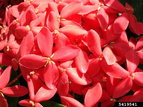 ixora (Genus Ixora)