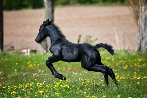 Black Horse Running on Grass Field With Flowers · Free Stock Photo