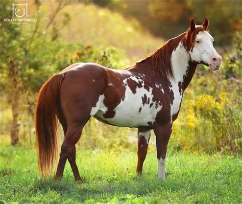 Handsome chestnut and white overo paint stallion. (Holley Underhill) | American paint horse ...