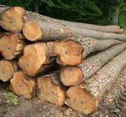 Deodar Wood - Suppliers, Manufacturers & Traders in India