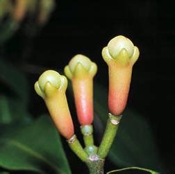 Syzygium aromaticum - Monaco Nature Encyclopedia