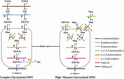 Classical structure of high-mannose glycoprotein and complex N-linked... | Download Scientific ...