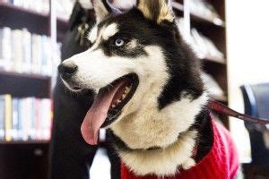 Mission, NIU huskies mascot | Live mascot, Husky, Mascot