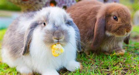 Holland Lop Colors - A Complete Guide To Holland Lop Bunny Colors