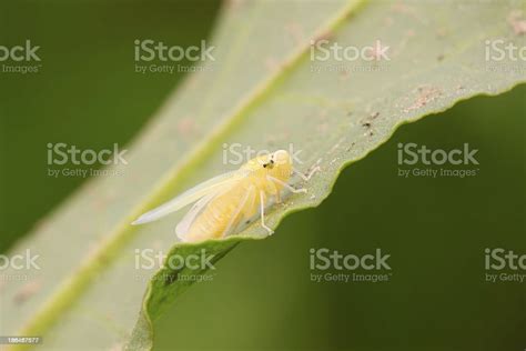 Leafhopper Nymphs Just Completed Metamorphosis Stock Photo - Download ...