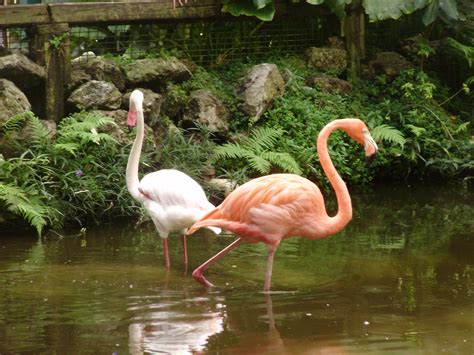 An Insight into Flamingo Gardens