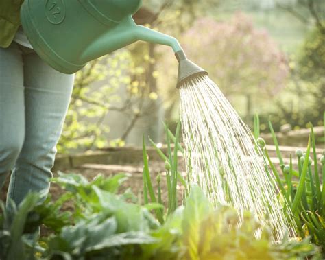 When to water plants: to keep them healthy and use water wisely | Homes ...