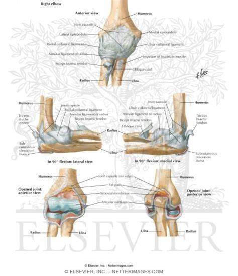 Ligaments of Elbow Ligaments of the Right Elbow Joint