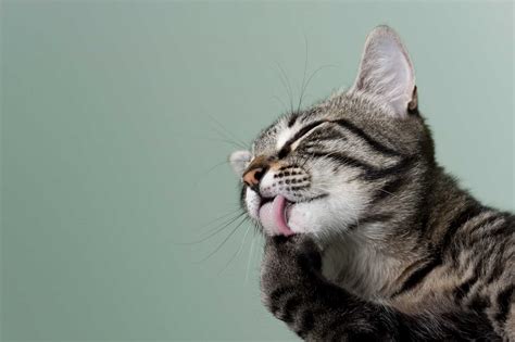 Cat Grooming Tips You Need To Know