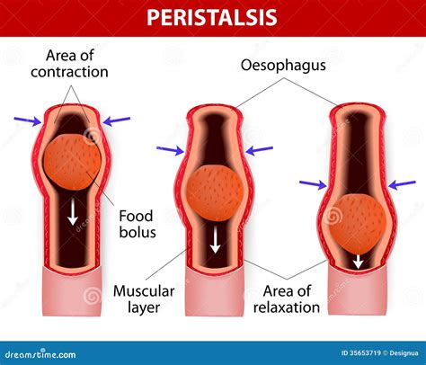 Peristalsis