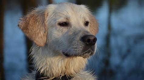 Dog Paw Pad Hyperkeratosis: Causes & Treatments