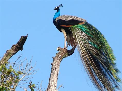 Wasgamuwa National Park - Travel Destinations in Sri Lanka | Sri Lanka ...