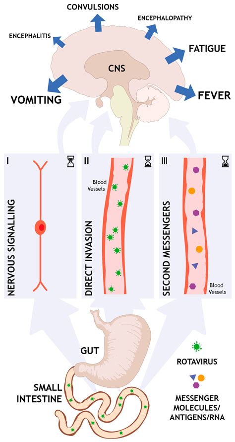 Viruses | Free Full-Text | Understanding the Central Nervous System Symptoms of Rotavirus: A ...