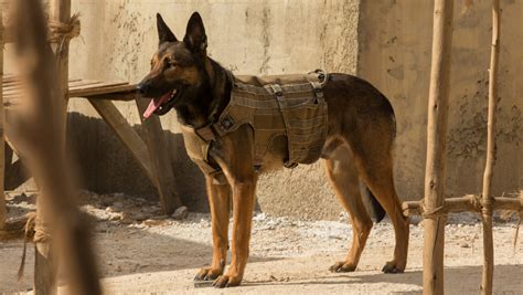 Meet the dog star who plays heroic 'Max'