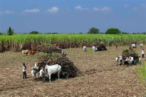 Top 24 Steps to Boost Sugarcane Yield: How to Increase Production, Size ...