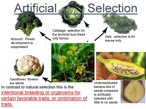 Evolution I Antibiotic Resistance - online presentation