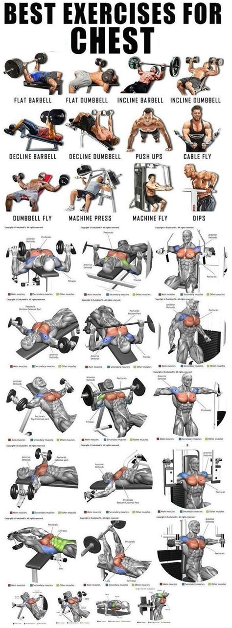 the best exercises for chest workout poster